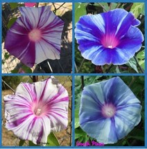 FMG Blizzard Mix Japanese Morning Glory Ipomoea Nil 6 Seeds Blue Fuchsia... - $283.06 MXN