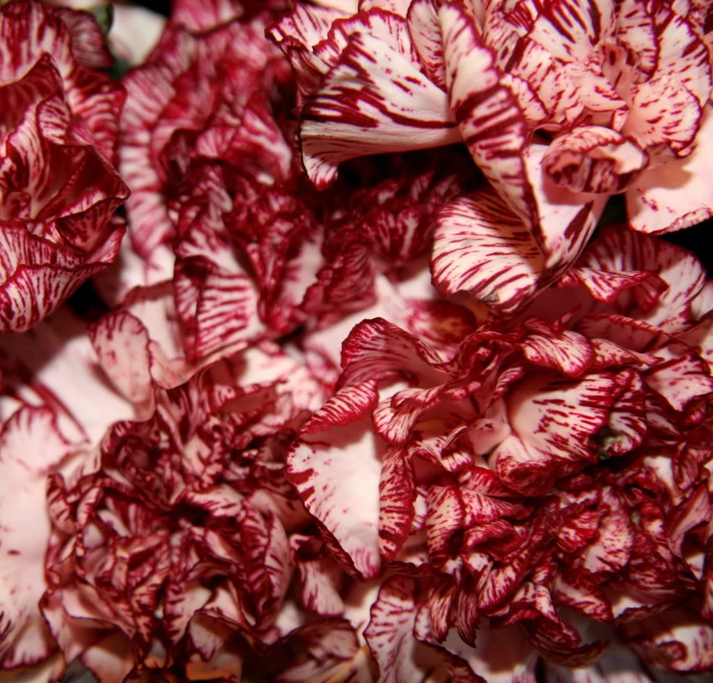 50 Avranchin RED &amp; WHITE CARNATION Dianthus Caryophyllus Chabaud Flower ... - $10.11