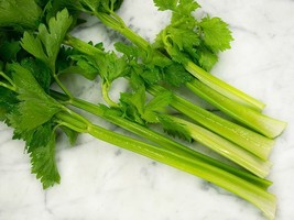 THJAR 30+ Tendercrisp Celery Seed, Heirloom NON-GMO Fresh Seeds A FAVORI... - $2.54