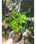 THJAR Chinaberry, Melia Azedarach, Tree Small (Fast, Showy, Fragrant) - $31.98