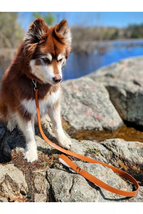 Sierra Sunrise Vegan Leather Dog Leash Standard Length - £33.42 GBP