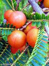 Rare Red Amla (GRAFTED) Plant,Gooseberry Plant, Amloki Plant &quot;Thailand v... - £17.43 GBP