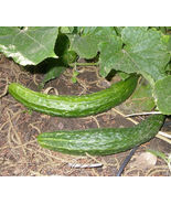 Palace King Hybrid Cucumber Seeds 50 Seed Pack Fresh - £15.21 GBP