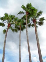 USA California Fan Palm Tree Petticoat Arizona Desert Washingtonia 30 Seeds - £8.85 GBP
