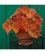 SKM 15 Seeds Begonia Autumn Ember House Flowers Easy to Grow - $15.00 CAD
