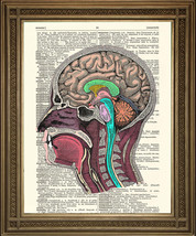 Head / Brain Anatomy Illustration: Vintage Dictionary Book Biology Art Print - £6.16 GBP