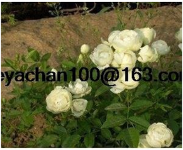 New Fresh Rose Vine Bonsais Lings Being Miniature Rose Garden Landscapin... - $76.91 MXN