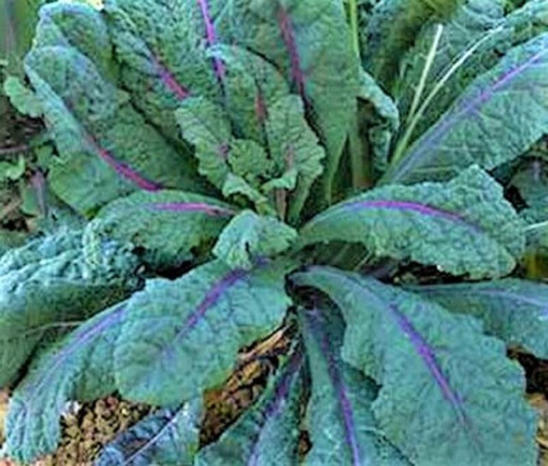 Dazzling Blue Kale Seed Non-Gmo  100 Seeds  Fast Shipping - $7.99