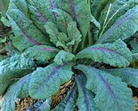 Dazzling Blue Kale Seed Non-Gmo  100 Seeds  Fast Shipping - $7.99