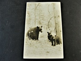 Black Bear &amp; Cubs - Banff, Alberta, Canada-1928 Real Photo Postcard (RPPC). - £9.08 GBP