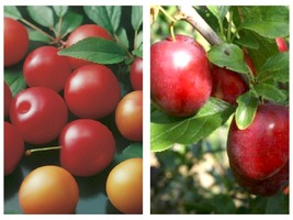 Cherry Plum Tree seedling Sweet-tart Plums fruit Tree LIVE PLANT - £48.74 GBP