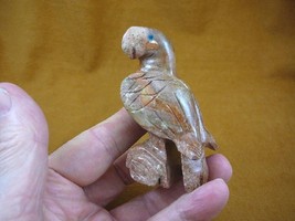 y-bir-pa-401) PARROT Macaw bird red tan gemstone SOAPSTONE carving I lov... - $17.53