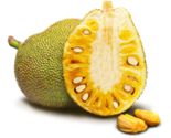 Jackfruit 4 thumb155 crop