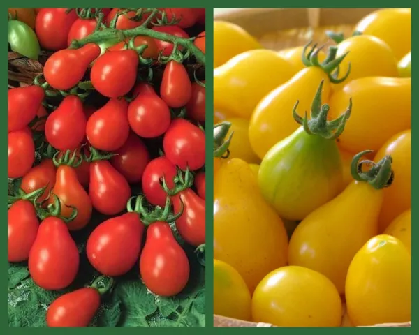 Perfect Pear Tomatoes 2 Pk Special Pear Tomatoes Red Yellow Pear Fresh Seeds - £10.78 GBP