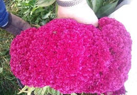 Hot Neon Purple Brain Head Celosia 34 Ft Tall 25 Seeds Fresh Seeds Fast Shipping - $17.98