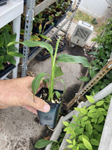 Mekong Giant Banana Plant - Musa Itinerans - Very Cold Hardy - $18.78