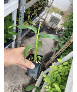 Mekong Giant Banana Plant - Musa Itinerans - Very Cold Hardy - $18.78