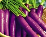 Cosmic Purple Carrot Seeds 200 Seeds Non-Gmo Fast Shipping - $7.99