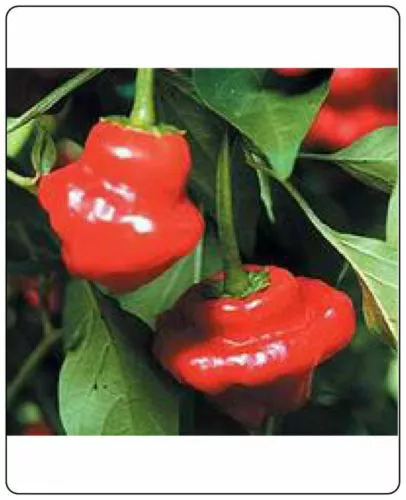 Fresh Seeds Pepper Hot Jamaican Red Great Vegetable 50 Seeds - £9.26 GBP