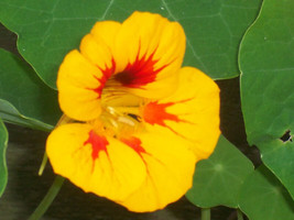 BPA 50 Seeds Dwarf Jewel Mix Nasturtium Tropaeolum FlowerFrom USA - £7.91 GBP