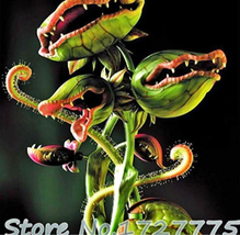 PWO Fresh Venus Fly Trap Dionaea Muscipula Carnivorous Seeds - £2.71 GBP