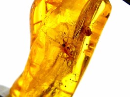 Amber with insect - $27.00