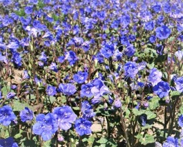 SMR California Bluebell Wild Phacelia Campanularia Fresh Garden - $13.53
