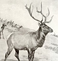 Elk Bull With Herd 1898 Victorian Grey Lithograph Art AB Frost Animals DWCC6 - £31.62 GBP