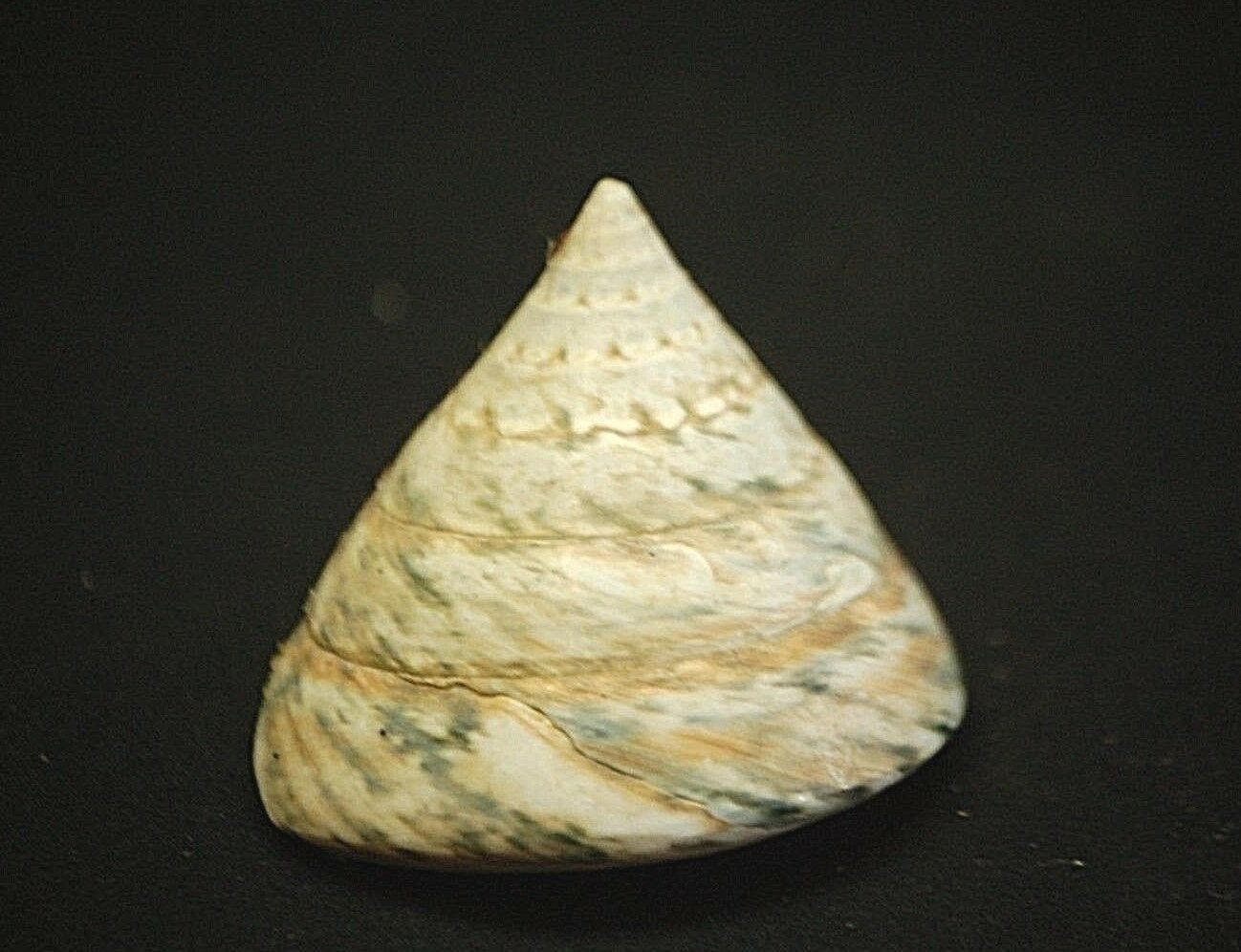 Old Vintage Astralium Tentoriiforme Turban Tent Sea Shell Nautical Ocean... - $9.89