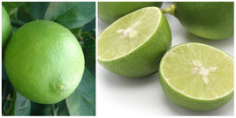 Dwarf Thornless Mexican Key Lime Tree, 26-30&quot; Tall Live Citrus Plant, Gallon Pot - £116.25 GBP