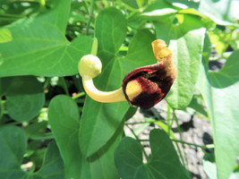 Seeds 20 Slender Dutchmans Pipe Pipevine Aristolochia Debilis Flower Herb Vine S - £21.17 GBP