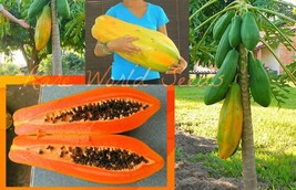 400 Seeds Seeds Unusual Huge Torpedo Shape Carica Papaya Burliar Long On A Dwarf - £19.19 GBP