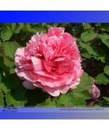 New Fresh Hong Yu Lou Red Peony Shrub Flower Seeds Pack 5 Seeds Pack Lig... - $208.24 MXN