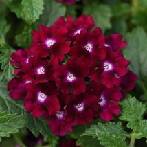 50 Magenta Verbena Seeds Flower Seed Spring Perennial Flowering Blooms 253 Home  - £5.62 GBP