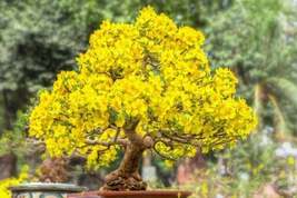 3 Large Seeds for Planting Apricot Bonsai Tree Seeds Stunning Yellow Flowers - £14.88 GBP