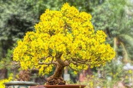 3 Large Seeds for Planting Apricot Bonsai Tree Seeds Stunning Yellow Flowers - $18.92