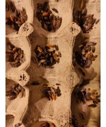 100 Lotto Mix Porcellionides Pruinosus Isopods - $65.44