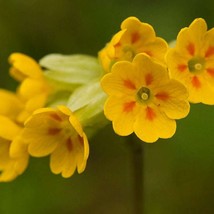 Primula Veris Hose In Hose Seed US Fast Shipping - $218.20 MXN