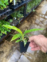 Live Plant - Philodendron Narrow - &#39;Jungle Boogie&#39; or &#39;Tigers Tooth&#39; - $29.00