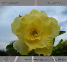 1 Professional Pack, 2 seeds / pack, Variegated Adenium Obesum YELLOW GOLD Deser - £5.14 GBP