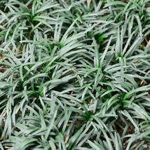 100 Live Plants Dwarf Mondo Grass plants well rooted Ornamental Grass Bog Plants - £139.45 GBP