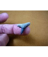s310-118) 3/4&quot; Fossil Lemon Shark Tooth teeth area BONE VALLEY sharks Ne... - $19.62