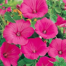 LimaJa Rose Mallow Lavetera Loveliness 100 Seeds, LimoJaya Best SALE - £2.36 GBP