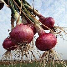 Red Burgundy Onion Seeds Heirloom Onion Seeds 100 Thru 2000 Seeds Fresh Seeds US - $17.72