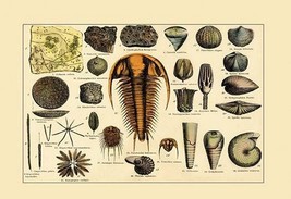 Trilobite and Fossil Sea Life - Art Print - £17.53 GBP+