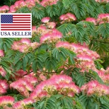 Albizia Julibrissin Rosea Seeds Pink Silk Tree 10 Seeds Fresh Seeds for Planting - £6.51 GBP