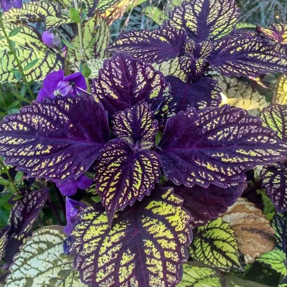 Exotic &#39;Guimei&#39; Series Coleus - Purple Foliage 20 seeds - £9.39 GBP