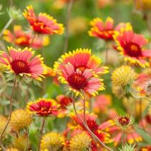 Blanket Flower Indian Blanket Meadow 200 Seeds  - $6.16
