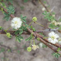 Jstore USA Acacia planifrons Umbrella Thorn Tree 10 Fresh Seeds - £11.26 GBP