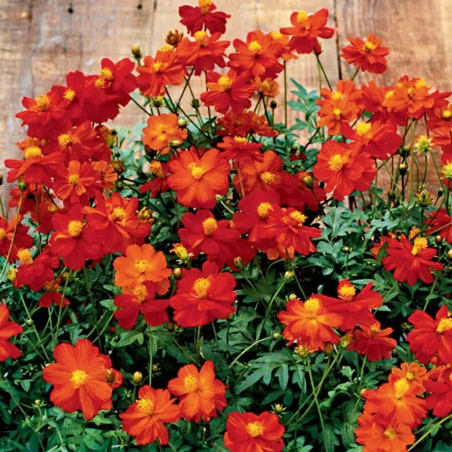 Seeds USA Seller 200 Cosmic Red Cosmos Seeds Planting - £8.45 GBP